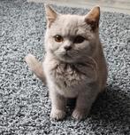 Lilac britse korthaar., Kater