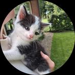 *** LIEVE KITTENS ***, Dieren en Toebehoren