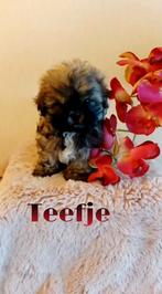 2 prachtige Shih-Tzu   teefjes  te koop, Dieren en Toebehoren, CDV (hondenziekte), Overige rassen, 8 tot 15 weken, Teef
