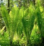 Matteucia varen vaste plant, Tuin en Terras, Planten | Tuinplanten, Ophalen, Zomer, Overige soorten, Volle zon