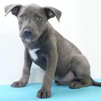 American Staffordshire Terrier pups te koop, Dieren en Toebehoren, Rabiës (hondsdolheid), Meerdere, Meerdere dieren, Buitenland