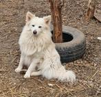 Broer en zus zoeken baasje, Dieren en Toebehoren, Honden | Niet-rashonden, Particulier, 1 tot 2 jaar, Buitenland, Parvo