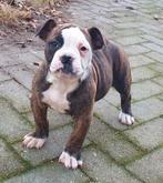 Supermooie Amerikaanse bulldog pups met stamboom, Dieren en Toebehoren, Honden | Bulldogs, Pinschers en Molossers, Parvo, Nederland