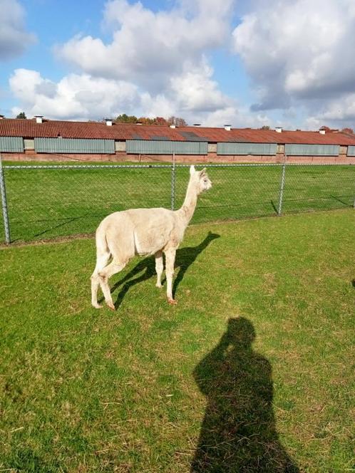 alpaca te koop, Dieren en Toebehoren, Overige Dieren, Vrouwelijk, Voor 1 juli 2024