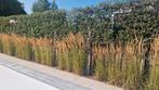 te koop siergras 13 stuks, Tuin en Terras, Ophalen, Vaste plant, Siergrassen, Halfschaduw