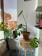 Monstera Kamerplant - Makkelijk & Mooi, Huis en Inrichting, Kamerplanten, Ophalen, Overige soorten, Halfschaduw, In pot