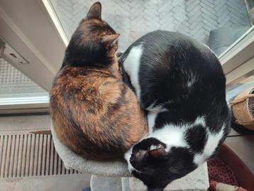 Lieve Willi en Claire (kat en poes) zoeken een gouden mandje beschikbaar voor biedingen