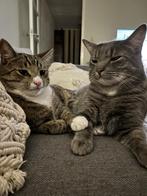 Katten zoeken nieuw huisje, Dieren en Toebehoren, Katten en Kittens | Overige Katten, Kater, Kortharig, 3 tot 5 jaar