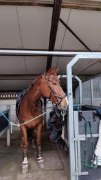 Gezocht dressuur instructeur/ instructrice, Ophalen of Verzenden