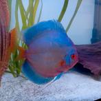 Bleu diamond discus, Dieren en Toebehoren, Vissen | Aquariumvissen, Vis