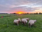 Texelaar ooilammeren stamboek, Vrouwelijk, Schaap