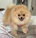 Pomeriaan teefje met stamboom 1 jaar oud, Dieren en Toebehoren, Honden | Poolhonden, Keeshonden en Oertypen, Keeshond, 1 tot 2 jaar