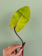 Philodendron Peinted Lady groot stekjes zeldzaam, Huis en Inrichting, Kamerplanten, Ophalen of Verzenden, Overige soorten, Minder dan 100 cm