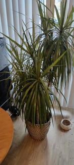 Dracaena, Huis en Inrichting, Kamerplanten, Ophalen of Verzenden, Halfschaduw, Minder dan 100 cm