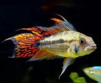 Apistogramma cacatoides double red, Dieren en Toebehoren, Vis