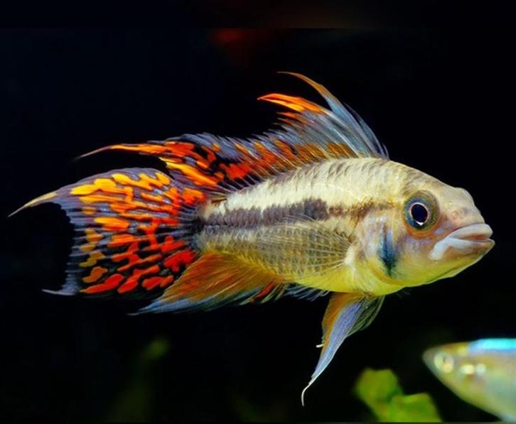 Apistogramma cacatoides double red, Dieren en Toebehoren, Vissen | Aquariumvissen, Vis