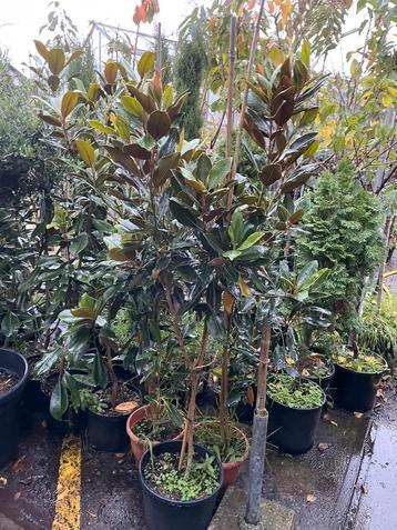 Magnolia grandiflora  little jen 3x en nantes 3 x hoog 150cm beschikbaar voor biedingen