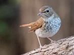 2-0 Snornachtegalen, Dieren en Toebehoren, Vogels | Overige Vogels, Mannelijk, Geringd
