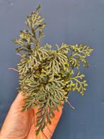 Selaginella erythropus p9, Ophalen of Verzenden, Halfschaduw, Minder dan 100 cm