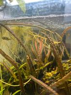 dwerg kogelvis (pea puffer), Vis