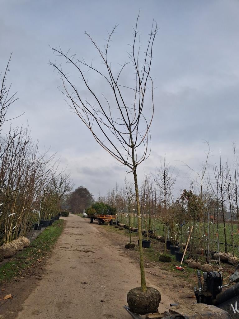 Mooie grote Sophora japonica, honingboom €168, Tuin en Terras, Planten | Bomen, Halfschaduw, Zomer, 400 cm of meer, Overige soorten