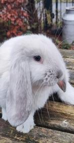 Franse hangoor voedster Siam, Dieren en Toebehoren, Konijnen, Vrouwelijk, Groot, Hangoor