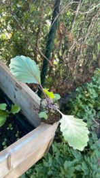 Rode Kool planten, Ophalen, Volle zon, Groenteplanten, Eenjarig