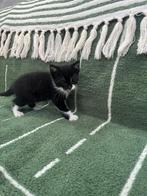 Lieve kittens aangeboden, Meerdere dieren