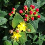 Hertshooi Struik, Ophalen, Overige soorten, Struik, Minder dan 100 cm