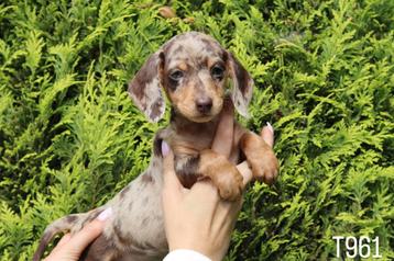 Prachtige dwerg teckel pups choco, blacktan, merle beschikbaar voor biedingen