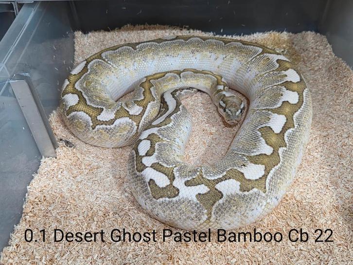 Breeder Desert Ghost pastel Bamboo