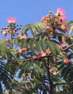 Albizia Julibrissin rozea Perzische slaapboom de zaden van, Overige soorten, Minder dan 100 cm, Ophalen of Verzenden, Halfschaduw