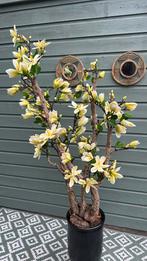 Nieuw handmade magnoliaboom, Huis en Inrichting, Ophalen, Nieuw, Binnen