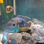 Green terror man, Dieren en Toebehoren, Vissen | Aquariumvissen, Vis