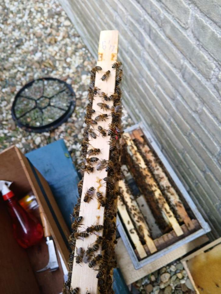 Carnica bijenvolk 6 ramer, Dieren en Toebehoren, Insecten en Spinnen, Bijen