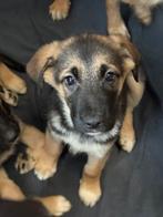 Zeer lieve  nieuw duitseherder/ australian sheppard pups, Dieren en Toebehoren, Honden | Niet-rashonden, CDV (hondenziekte), 8 tot 15 weken