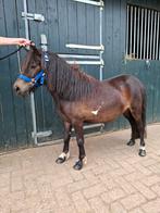 Merrie bruinbont stamboek nsps 2,5 jaar, Dieren en Toebehoren, Paarden en Pony's | Dekhengsten en Fokmerries, Merrie