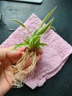 Schattig stekje, Huis en Inrichting, Kamerplanten, Overige soorten, Minder dan 100 cm, Groene kamerplant, Halfschaduw