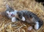 Heel lief mooi kitten (poesje), gewend met kinderen!, Poes, Kortharig, 0 tot 2 jaar