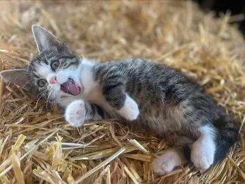 Heel lief mooi kitten (poesje), gewend met kinderen! beschikbaar voor biedingen