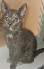kitten 4 maanden, Dieren en Toebehoren, Katten en Kittens | Overige Katten, Poes, Kortharig, 0 tot 2 jaar