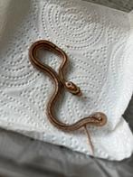 Nest jonge rattenslangen, Dieren en Toebehoren, Slang