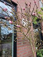 Prachtige verse magnolia takken xxl, Tuin en Terras, Planten | Bomen, Overige soorten, Ophalen of Verzenden