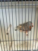 Te koop diverse zebravinken xl tot xxl, Dieren en Toebehoren, Meerdere dieren