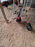 Serama haantje, Dieren en Toebehoren, Pluimvee, Mannelijk, Kip