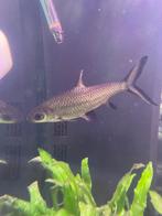 1 balahaai, Vis, Zoetwatervis