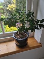 Ficus Ginseng, Huis en Inrichting, Kamerplanten, Minder dan 100 cm, Ficus, Halfschaduw, In pot
