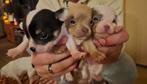 3 prachtige raszuivere chihuaha reutjes!, Dieren en Toebehoren, Honden | Chihuahua's en Gezelschapshonden, Reu, 8 tot 15 weken