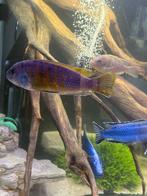 Malawi Chiclide mannetje 12/15 cm, Dieren en Toebehoren, Vis