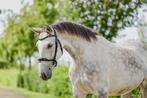 Paarden / Honden fotograaf, Ophalen, Nieuw, Overige soorten